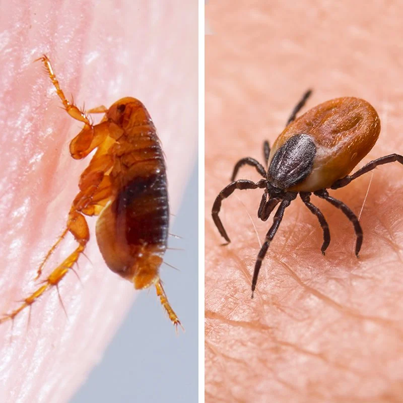 flea control